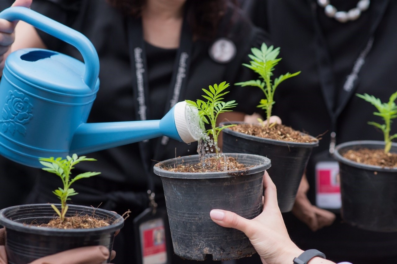 AIATH_ปลูกดอกดาวเรือง (8)