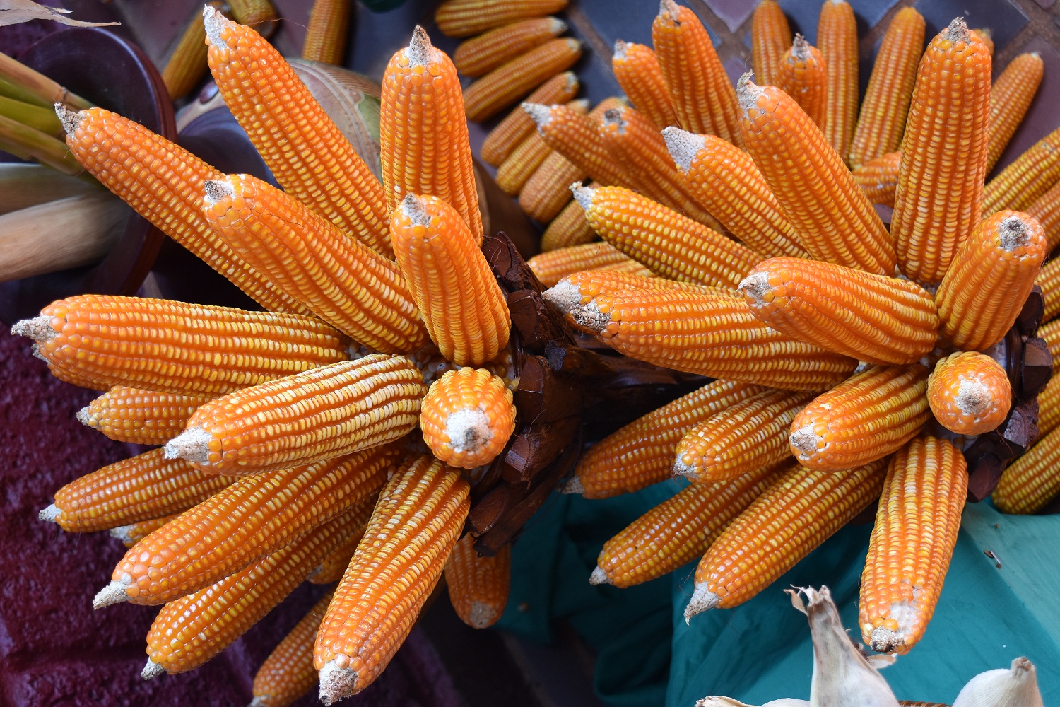 ข้าวโพดเลี้ยงสัตว์