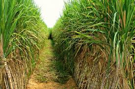 ดาวน์โหลด (1)