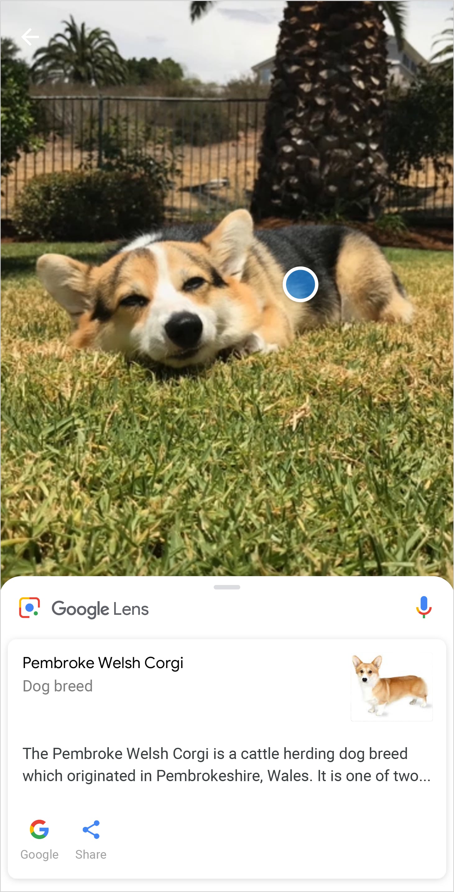 Corgi